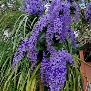 Purple Queen's Wreath Vine Live Plant - Petrea Volubilis - 5-9 Inch Tall Tropical Climber - Image 9