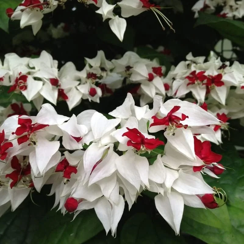 Purple & Red Bleeding Heart Vine Live Plant - Clerodendrum, Outdoor - Image 1