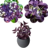 Purple Shamrock Live Plant – Oxalis Triangularis – 4-8 Inch Tall – Indoor & Outdoor - Image 1