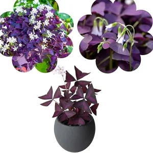 Purple Shamrock Live Plant – Oxalis Triangularis – 4-8 Inch Tall – Indoor & Outdoor - Image 1