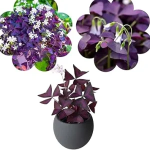 Purple Shamrock Live Plant – Oxalis Triangularis – 4-8 Inch Tall – Indoor & Outdoor - Image 6