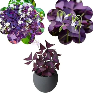 Purple Shamrock Live Plant – Oxalis Triangularis – 4-8 Inch Tall – Indoor & Outdoor - Image 7