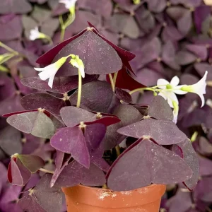 Purple Shamrock Live Plant - Oxalis Triangularis Houseplant in 2" or 4" Pot - Image 2