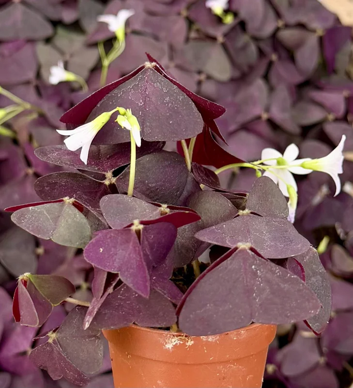Purple Shamrock Live Plant - Oxalis Triangularis Houseplant in 2" or 4" Pot - Image 2