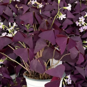 Purple Shamrock Live Plant - Oxalis Triangularis Houseplant in 2