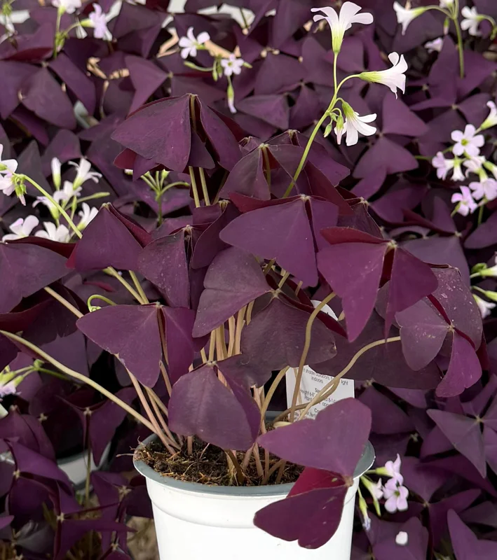 Purple Shamrock Live Plant - Oxalis Triangularis Houseplant in 2" or 4" Pot - Image 3