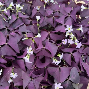 Purple Shamrock Live Plant - Oxalis Triangularis Houseplant in 2