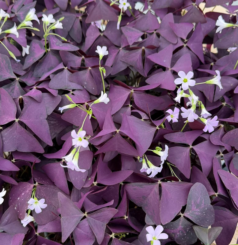 Purple Shamrock Live Plant - Oxalis Triangularis Houseplant in 2" or 4" Pot - Image 4