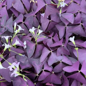 Purple Shamrock Live Plant - Oxalis Triangularis Houseplant in 2
