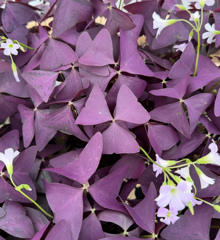 Purple Shamrock Live Plant - Oxalis Triangularis Houseplant in 2" or 4" Pot - Image 1