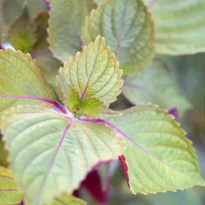 Purple Shiso Seeds - Japanese Perilla & Vietnamese Perilla Basil Seeds - 1400 Seeds - Image 2
