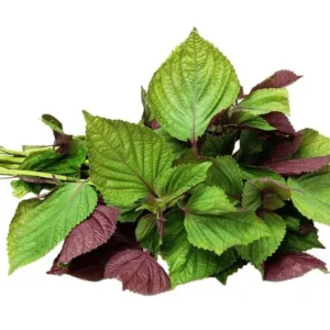 Purple Shiso Seeds - Japanese Perilla & Vietnamese Perilla Basil Seeds - 1400 Seeds - Image 3
