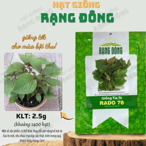 Purple Shiso Seeds - Japanese Perilla & Vietnamese Perilla Basil Seeds - 1400 Seeds - Image 4