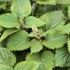 Purple Shiso Seeds - Japanese Perilla & Vietnamese Perilla Basil Seeds - 1400 Seeds - Image 1