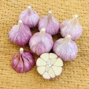 Purple Stripe Italian Garlic Bulbs for Planting - 1 Pound Hardneck Tubers - Image 3