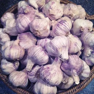 Purple Stripe Italian Garlic Bulbs for Planting - 1 Pound Hardneck Tubers - Image 6