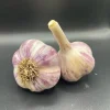 Purple Stripe Italian Garlic Bulbs for Planting - 1 Pound Hardneck Tubers - Image 1