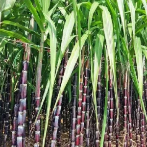 Purple Sugarcane Cuttings – 10 Fresh Unrooted Plants – 12-24