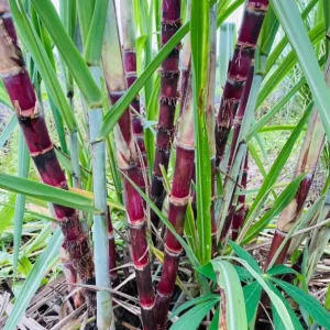 Purple Sugarcane Cuttings – 10 Fresh Unrooted Plants – 12-24
