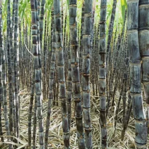 Purple Sugarcane Cuttings – 10 Fresh Unrooted Plants – 12-24