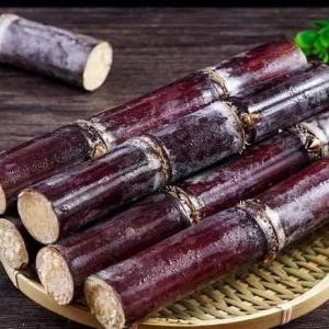 Purple Sugarcane Cuttings – 10 Fresh Unrooted Plants – 12-24