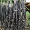 Purple Sugarcane Cuttings – 10 Fresh Unrooted Plants – 12-24" Long, 2-3 Nodes Each - Image 1