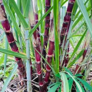 Purple Sugarcane Cuttings – 20 Unrooted Cuttings – 12