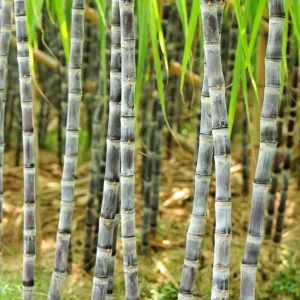 Purple Sugarcane Cuttings – 20 Unrooted Cuttings – 12