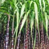 Purple Sugarcane Cuttings – 20 Unrooted Cuttings – 12" Long, 2-3 Nodes Each - Image 1