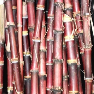Purple Sugarcane Cuttings – 20 Unrooted Cuttings – 12