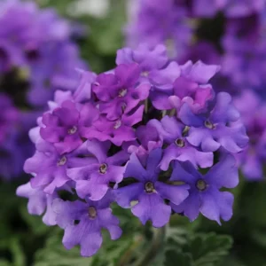 Purple Verbena Live Plants - 6 Count, 5-9 Inches Tall for Baskets & Gardens - Image 2
