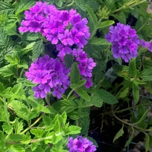 Purple Verbena Live Plants - 6 Count, 5-9 Inches Tall for Baskets & Gardens - Image 3