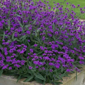 Purple Verbena Live Plants - 6 Count, 5-9 Inches Tall for Baskets & Gardens - Image 4