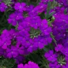 Purple Verbena Live Plants - 6 Count, 5-9 Inches Tall for Baskets & Gardens - Image 1