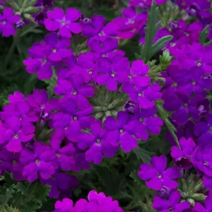 Purple Verbena Live Plants - 6 Count, 5-9 Inches Tall for Baskets & Gardens - Image 1