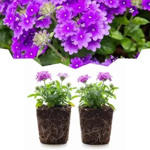 Purple Verbena Live Plants - Set of 2 Perennial Flowers, Full Sun, USDA Zones 7-10 Outdoor - Image 5