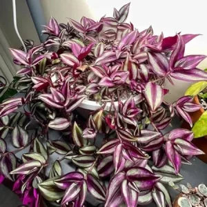 Purple Wandering Jew Live Plant - Tradescantia House Plant 4 Inch Pot Indoor - Image 2