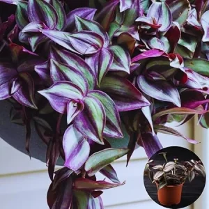 Purple Wandering Jew Live Plant, Tradescantia Zebrina, 4 Inch Pot, Indoor - Image 1