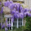 Purple Wisteria Live Plant, 6-12 Inch Potted Vine, Hardy Perennial Flower - Image 1