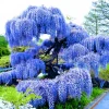 Purple Wisteria Tree Live Plant – 2 Pack, 6-12" Flowering Shrub for Outdoor - Image 1