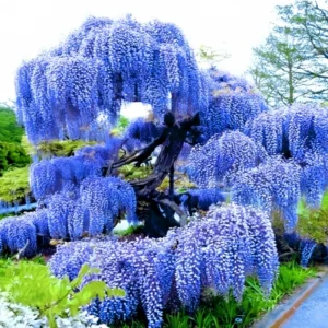 Purple Wisteria Tree Live Plant – 2 Pack, 6-12