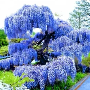 Purple Wisteria Tree Live Plant – 3 Feet Tall – Fragrant Fast-Growing Outdoor Vine - Image 2