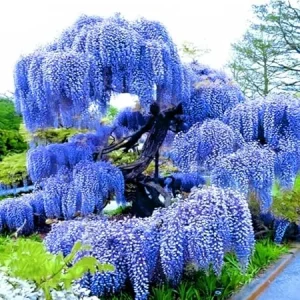 Purple Wisteria Tree Live Plant – 3 Feet Tall – Fragrant Fast-Growing Outdoor Vine - Image 4
