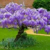 Purple Wisteria Tree Live Plant – 6-15 Inch, 2.5 Inch Pot – Fragrant Flowering Vine - Image 1