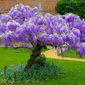 Purple Wisteria Tree Live Plant – 6-15 Inch, 2.5 Inch Pot – Fragrant Flowering Vine - Image 1