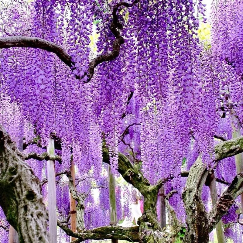 Purple Wisteria Vine Live Plant, 6-12" Tall in 2.5" Pot, Hardy Climbing Flowering Plant, Outdoor - Image 2