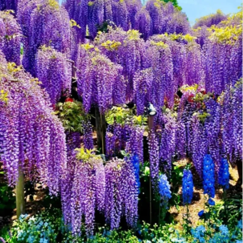 Purple Wisteria Vine Live Plant, 6-12" Tall in 2.5" Pot, Hardy Climbing Flowering Plant, Outdoor - Image 3