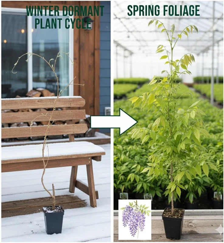 Purple Wisteria Vine Live Plant, 6-12" Tall in 2.5" Pot, Hardy Climbing Flowering Plant, Outdoor - Image 4