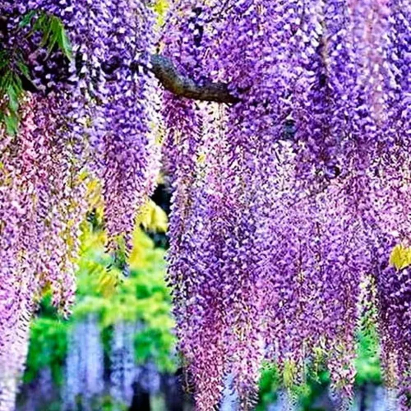 Purple Wisteria Vine Live Plant, 6-12" Tall in 2.5" Pot, Hardy Climbing Flowering Plant, Outdoor - Image 5