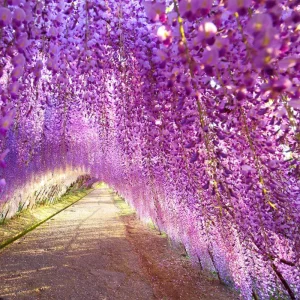 Purple Wisteria Vine Live Plant, 6-12